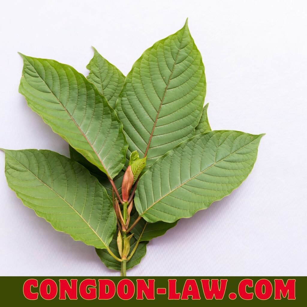 Green Borneo Kratom Overview 2024: congdon-law.com